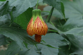 风铃花