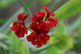 温室花草 