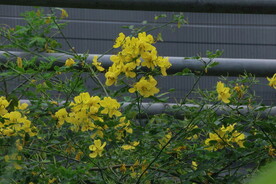温室花草  