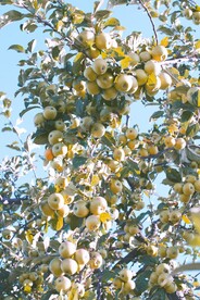 苹果树