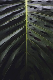绿叶素材