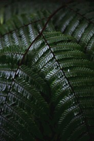 阙类植物叶子