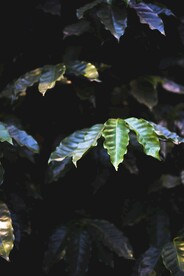 树叶素材