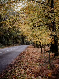 林间道路