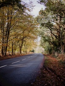  林间道路 