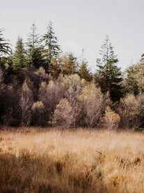 山林风景