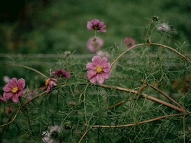 波斯菊