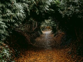 林间小路