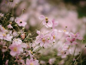 野棉花