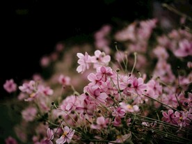 野棉花