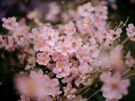 野棉花