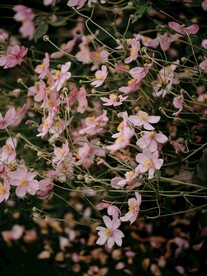 野棉花
