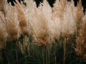 尾巴草