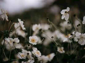 野棉花