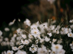 野棉花