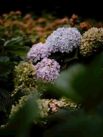 绣球花