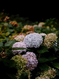 绣球花