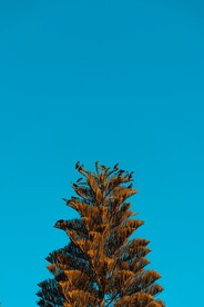 树枝和八哥