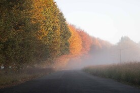 林中道路