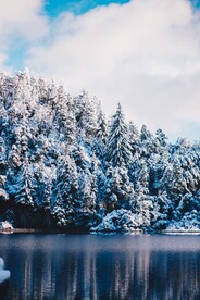 湖边雪中树林