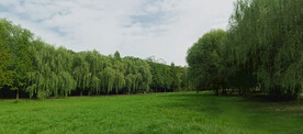 树林草地