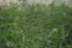 野草草籽