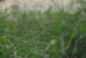 杂草