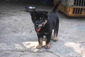 中华犬小狗