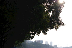 树丛剪影