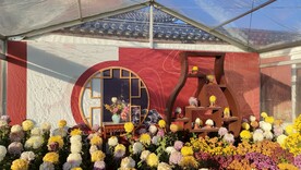 北京天坛菊花展