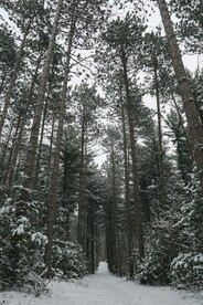 雪中树林