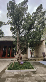 公园古松