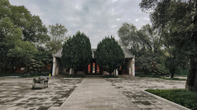 公园广场古松