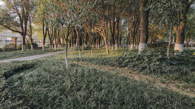 公园步道