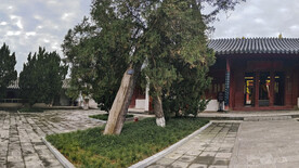 公园古树