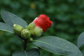 温室花草