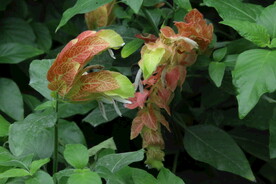 虾衣花 