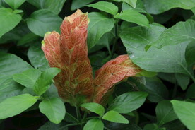虾衣花