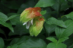 虾衣花