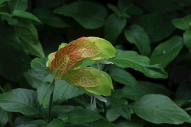 虾衣花 