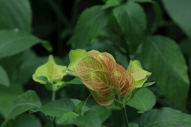 虾衣花 