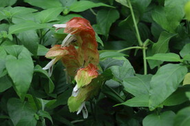 虾衣花