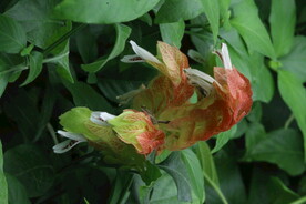 虾衣花