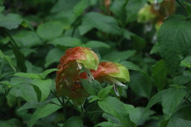 虾衣花