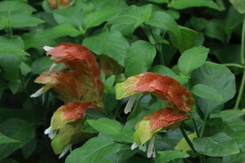虾衣花 