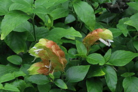 虾衣花