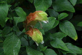 虾衣花