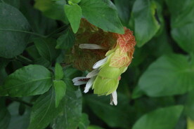 虾衣花