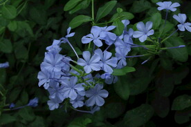 蓝雪花