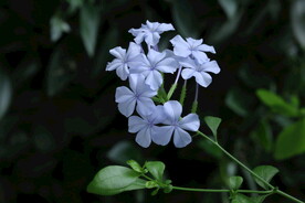蓝雪花